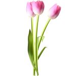 Beautiful Pink Realistic Tulip  Illustration