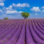 vecteezy_panoramic-view-of-french-lavender-field-bright-blue-sky_6585554_575